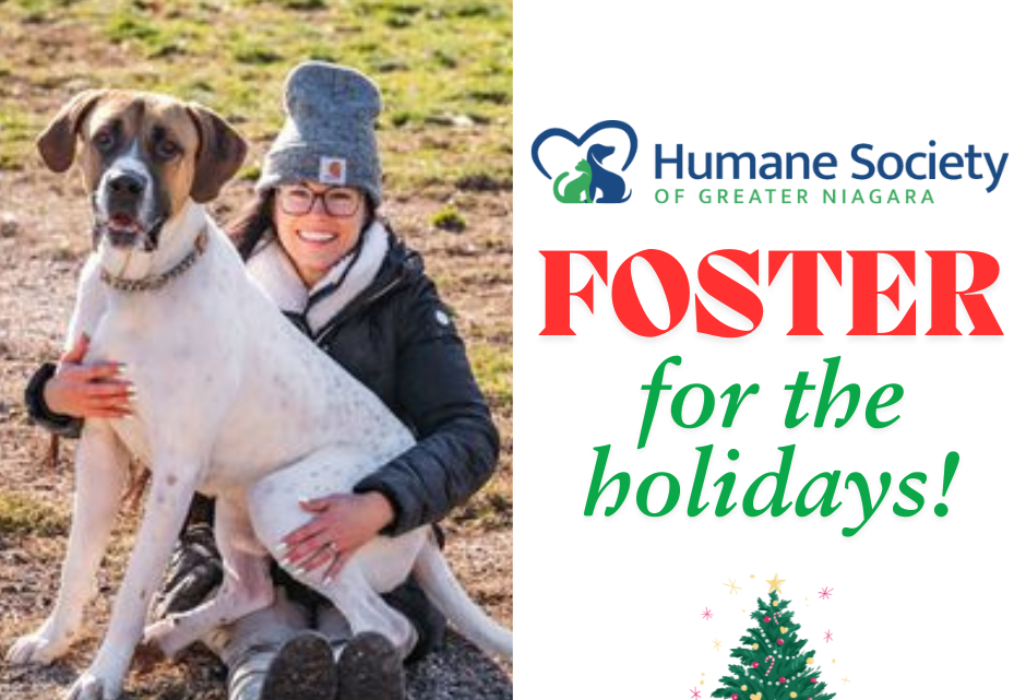 Foster Niagara Humane Society